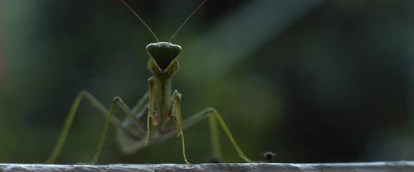 Close up of the praying mantis under the rain on a green forest background alt