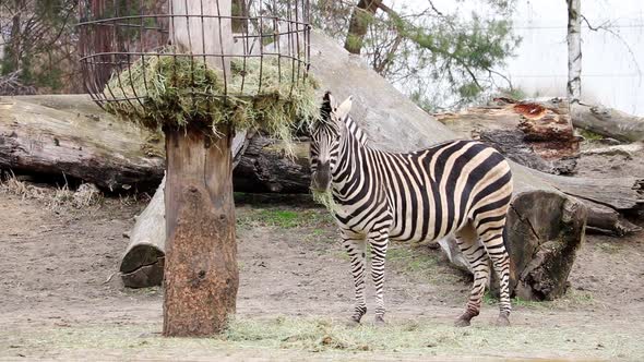 Close-up of a zebra that eats hay and green grass. alt