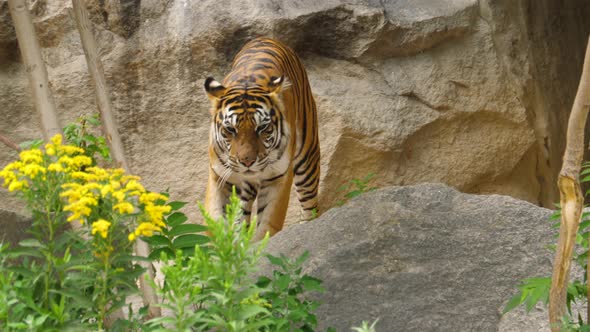 A tiger relaxed walks over the rocks