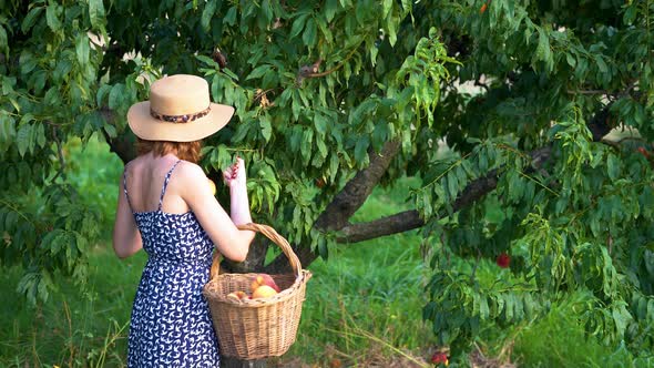 Young Woman Farmer with Hat Picking Peaches From the Tree