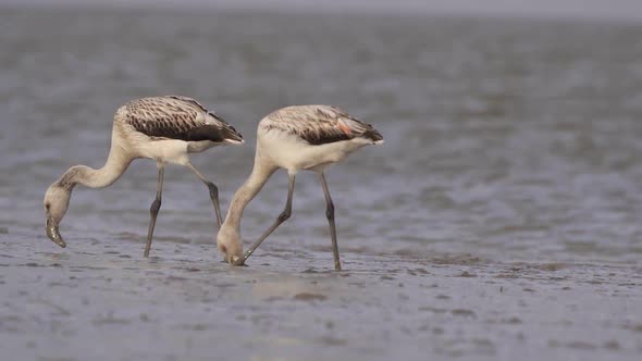 3 Juvenile Chilean Flamingo Wading for Plankton, Feeding In Alkaline Muddy Waters alt