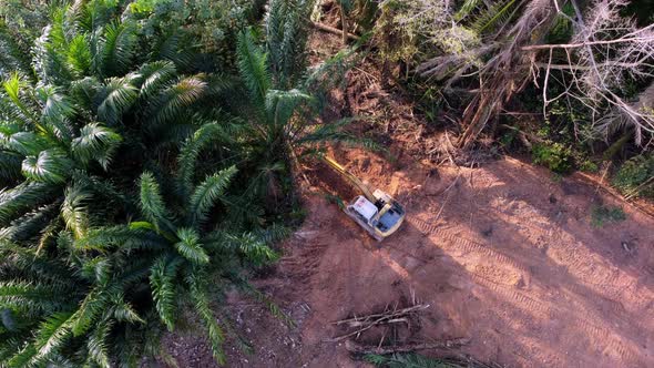 Excavator clear the palm tree alt