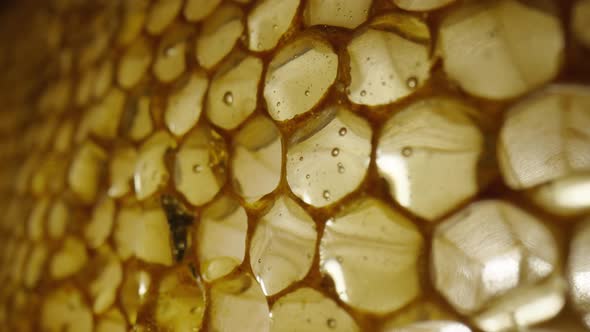 Stream of Golden Thick Honey Flowing Down on the Honeycombs alt