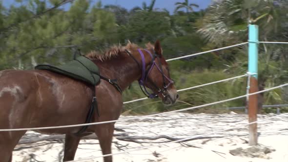 Horse on the beach of Half Moon Cay island, Bahamas alt