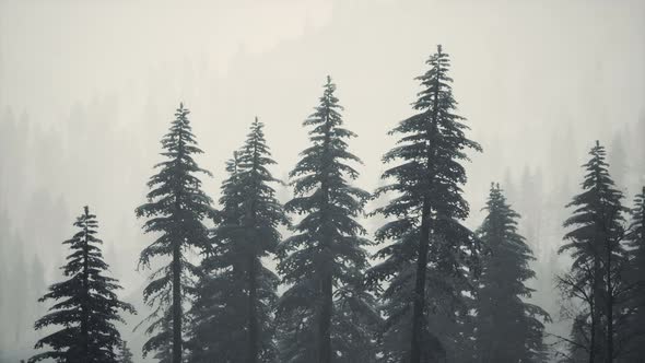 Morning Winter Forest in Carpathian Mountains alt