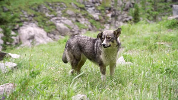 Street Dog in the Park on Green Grass on a Summer Day alt