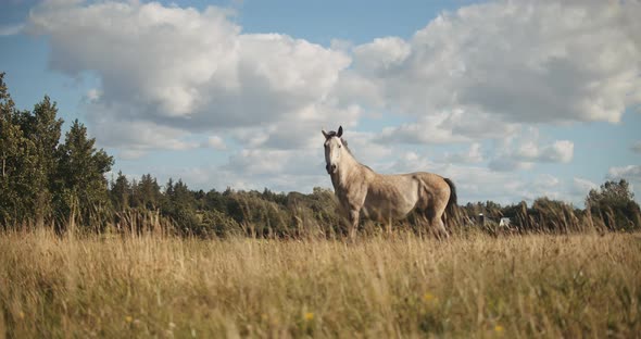Wildhorse Walking In Field alt