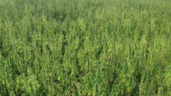 Flying above the Medical Cannabis Plantation alt