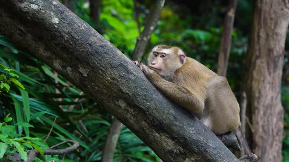 Cute Monkey brown sleeping on the trees sunrise green forests