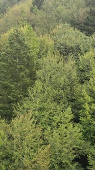 Aerial View of Trees in the Forest alt