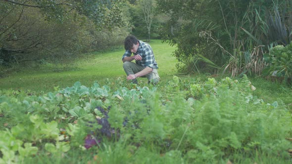 Young male gardener inspecting home grown turnips for harvesting. MEDIUM WIDE SHOT alt