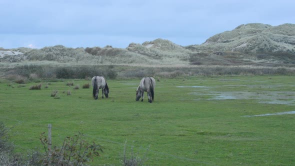 Konik horses in coastal wetland migrating birds reserve alt