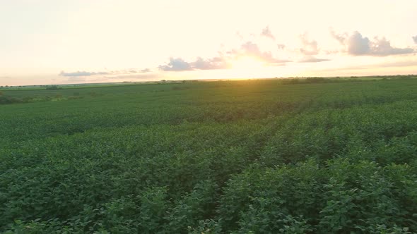 soybean plantation with sky on the horizon sunset aerial view