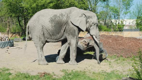 Big Elephant Walking in Zoo in Sunny Weather