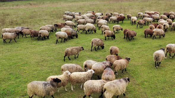 Herd of sheep walk on field. Group of nice domestic animals on pasture. alt