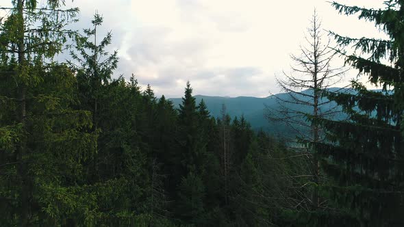 Tall Trees in the Mountains
