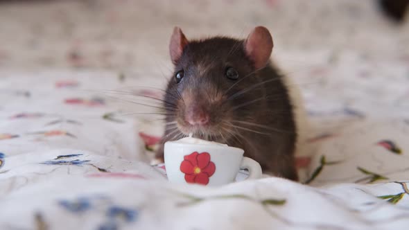Domestic Rat Sits on the Bed and Eats Yogurt