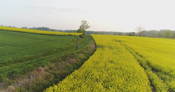 Farmer Using Digital Tablet on Rapeseed Field alt