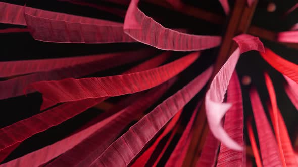 Red Silk Ribbon Waving Develops in the Wind. Red Fabric Animation. Abstract Wavy Black Background in