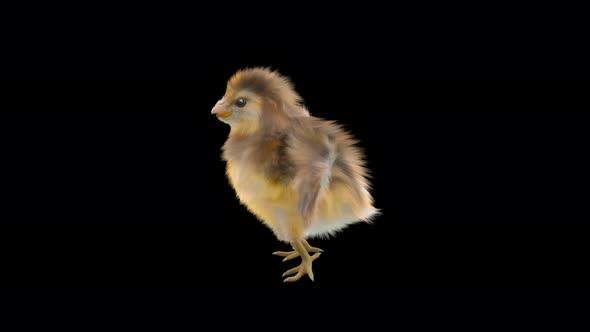 22 Baby Chicks Dancing 4K alt