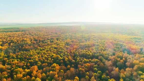 Aerial Video of Autumn Forest alt