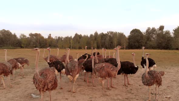 Ostrich Bird Flock on Farm Field alt