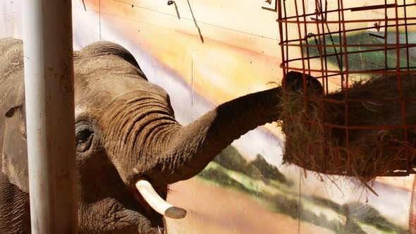 The elephant in the zoo is eating hay with its trunk. Close-up of an elephant in captivity. alt