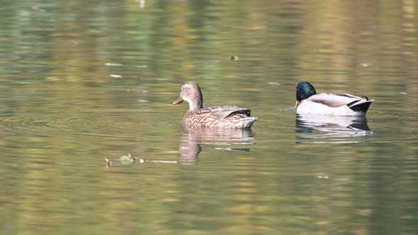 A male and female mallard swims on a lake in the park. Anas platyrinews