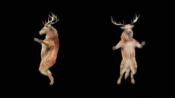 Deer Dancing HD alt