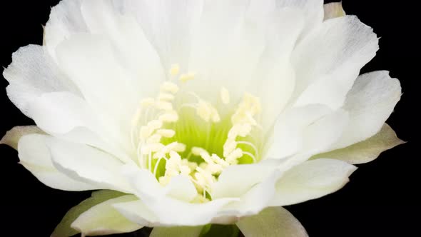 White Color Flowers Timelapse of Blooming Cactus