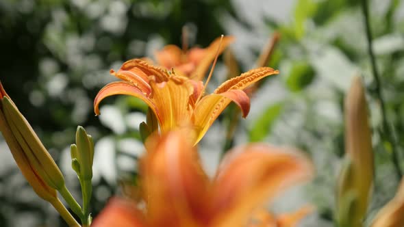 Shallow DOF   Hemerocallis fulva orange plant  4K 2160p 30fps UltraHD footage - Close-up of decorati alt