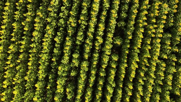 Field with Blooming Sunflowers View From Above alt