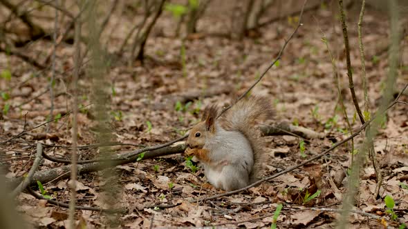 Gray Fluffy Squirrel Holds a Hazelnut in Its Paws and Eat It in Spring Forest alt