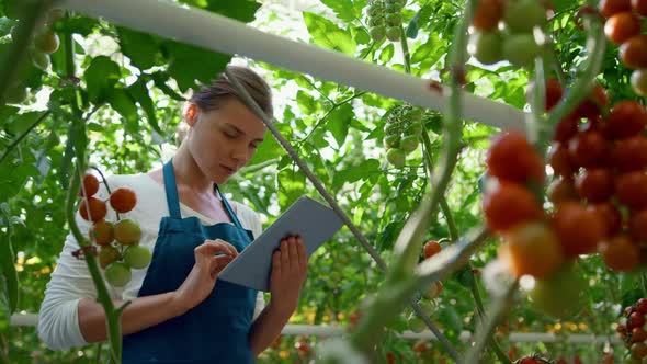 Agribusiness Owner Checking Tomatoes Quality with Technological Tablet in Farm alt