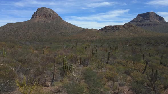Cactus and Mountain Landscape in Baja California Mexico