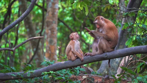Monkeys in A Rainforest Are Sitting on A Branch alt