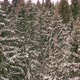 Drone view of snowy forest in winter - VideoHive Item for Sale