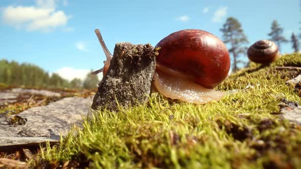 Snail Slowly Creeping Along on Green Moss alt