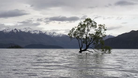 Timelapse Wanaka tree during cloudy alt