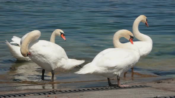 Swans on Geneva lake close up outdor