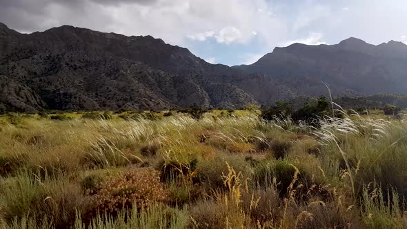 Golden grass swing by wind in a meadow and mountain in background rising shot alt