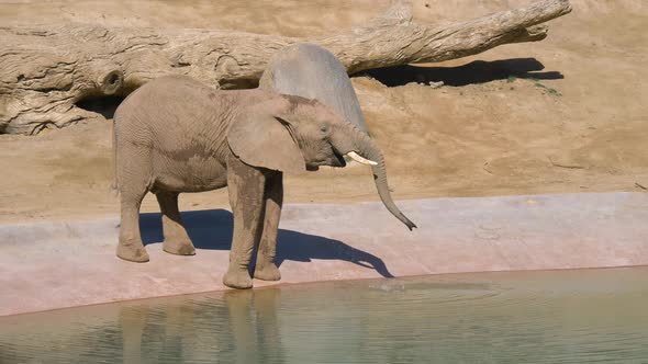 Elephant Is Drinking Water at the Watering Hole