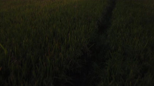 Establishing Aerial View Forwards Shot of Sunset with ripe rice in the countryside farm alt
