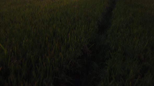 Establishing Aerial View Forwards Shot of Sunset with ripe rice in the countryside farm
