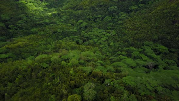 Drone Fly Tropical Forest