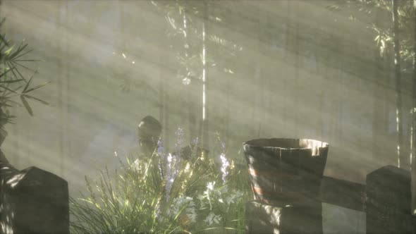 Japan Bamboo Forest and Green Meadow Grass with Natural Light alt