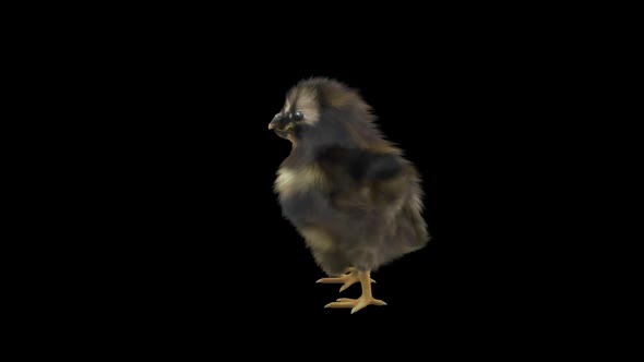 13 Baby Chicks Dancing HD alt