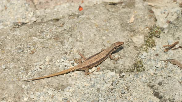 Common wall lizard crawling on stones in the morning alt