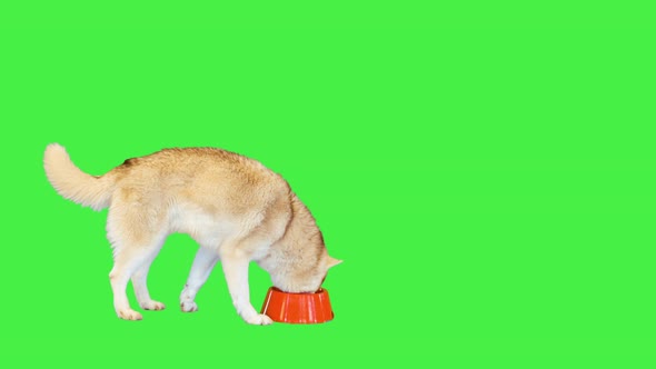 Siberian Husky Eating Pet Food on a Green Screen Chroma Key