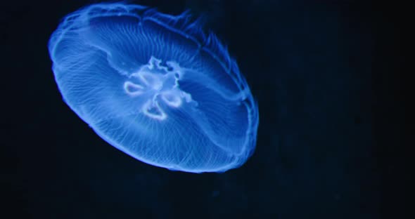 Moon Jellyfish Medusa Saucer Jelly Floating in the Dark Aquarium alt
